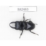 Dorcus sp. China, Yunnan, Honghe, Jinping county. 1M. BA2462.