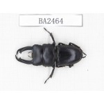 Dorcus sp. China, Yunnan, Honghe, Jinping county. 1M. BA2464.