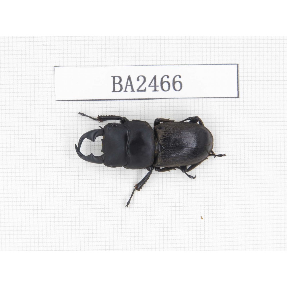 Dorcus sp. China, Yunnan, Honghe, Jinping county. 1M. BA2466.