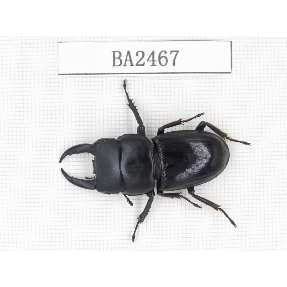 Dorcus sp. China, Yunnan, Honghe, Jinping county. 1M. BA2467.
