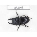 Dorcus sp. China, Yunnan, Honghe, Jinping county. 1M. BA2467.