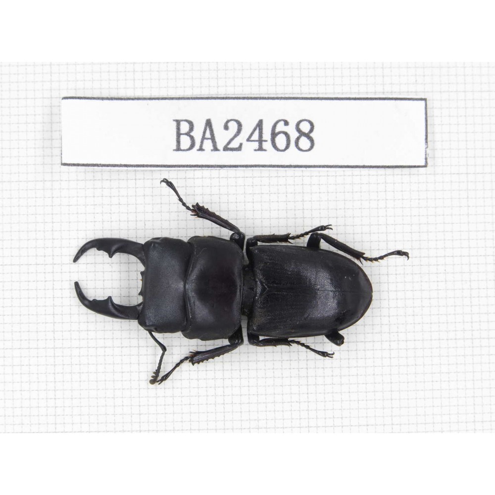 Dorcus sp. China, Yunnan, Honghe, Jinping county. 1M. BA2468.