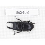 Dorcus sp. China, Yunnan, Honghe, Jinping county. 1M. BA2468.
