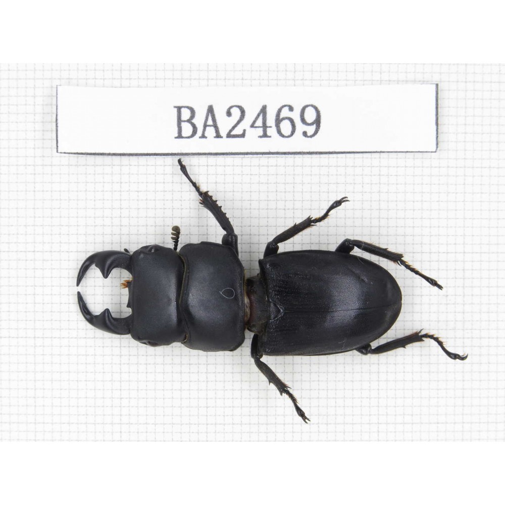 Dorcus sp. China, Yunnan, Honghe, Jinping county. 1M. BA2469.