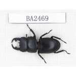 Dorcus sp. China, Yunnan, Honghe, Jinping county. 1M. BA2469.