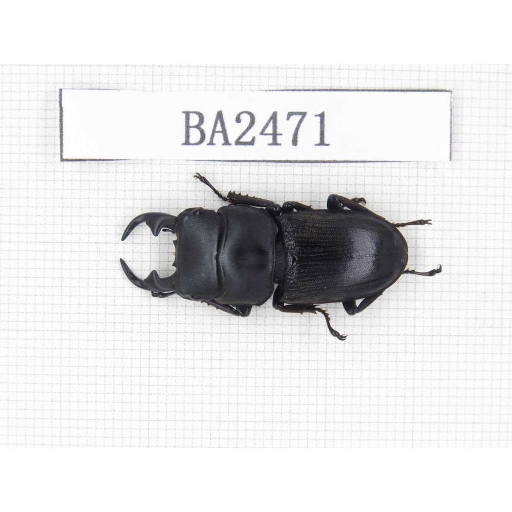 Dorcus sp. China, Yunnan, Honghe, Jinping county. 1M. BA2471.