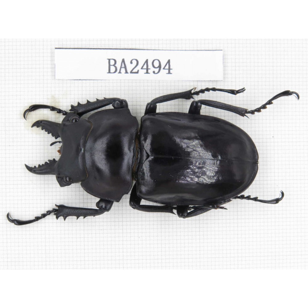 Neolucanus sp. China, Yunnan, Honghe, Jinping county. 1M. BA2494.