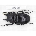 Neolucanus sp. China, Yunnan, Honghe, Jinping county. 1M. BA2494.