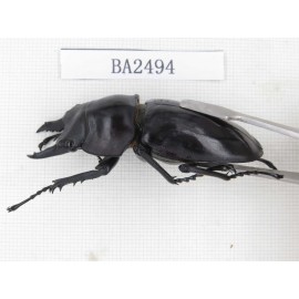 Neolucanus sp. China, Yunnan, Honghe, Jinping county. 1M. BA2494.