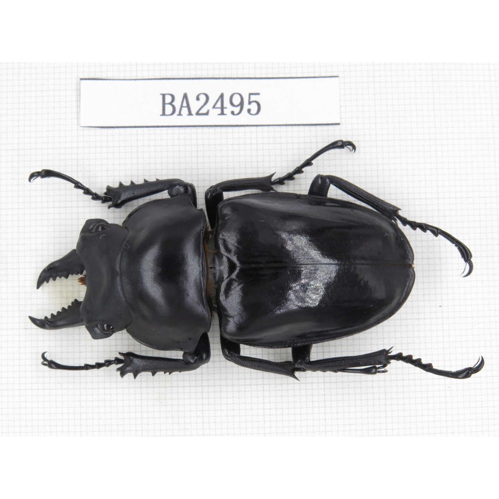 Neolucanus sp. China, Yunnan, Honghe, Jinping county. 1M. BA2495.
