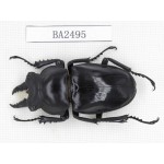 Neolucanus sp. China, Yunnan, Honghe, Jinping county. 1M. BA2495.