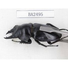 Neolucanus sp. China, Yunnan, Honghe, Jinping county. 1M. BA2495.