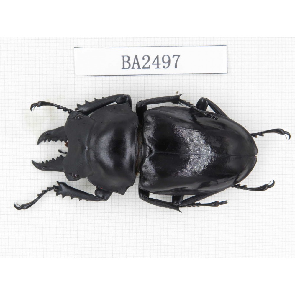 Neolucanus sp. China, Yunnan, Honghe, Jinping county. 1M. BA2497.