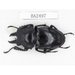 Neolucanus sp. China, Yunnan, Honghe, Jinping county. 1M. BA2497.