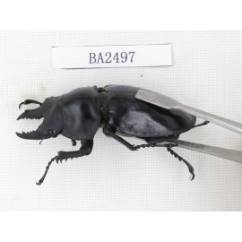 Neolucanus sp. China, Yunnan, Honghe, Jinping county. 1M. BA2497.