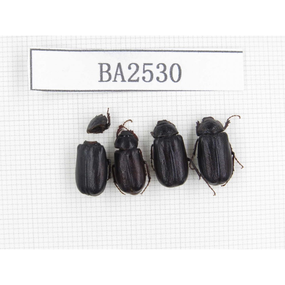 Melolonthidae sp. China, Yunnan, Xiangerila, S of Weixi county. 4Pcs. BA2530.
