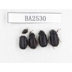 Melolonthidae sp. China, Yunnan, Xiangerila, S of Weixi county. 4Pcs. BA2530.
