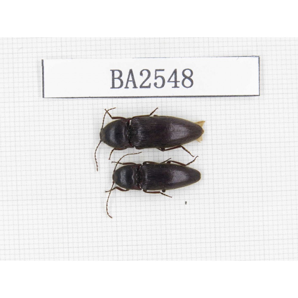 Elateridae sp. China, Yunnan, Yuxi, Xinping county. 2Pcs. BA2548.