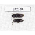 Elateridae sp. China, Yunnan, Yuxi, Xinping county. 2Pcs. BA2548.