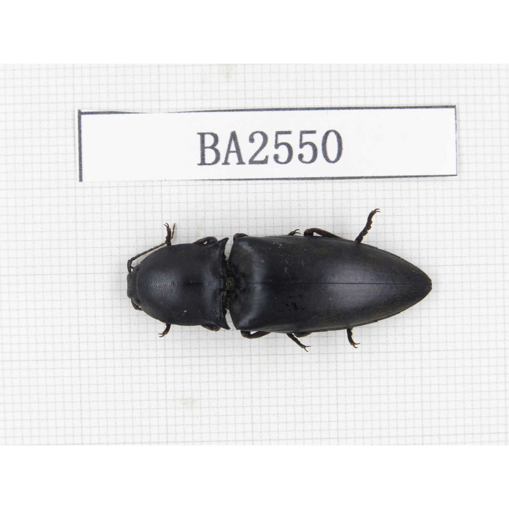 Elateridae sp. China, Yunnan, Yuxi, Xinping county. 1Pcs. BA2550.