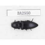 Elateridae sp. China, Yunnan, Yuxi, Xinping county. 1Pcs. BA2550.