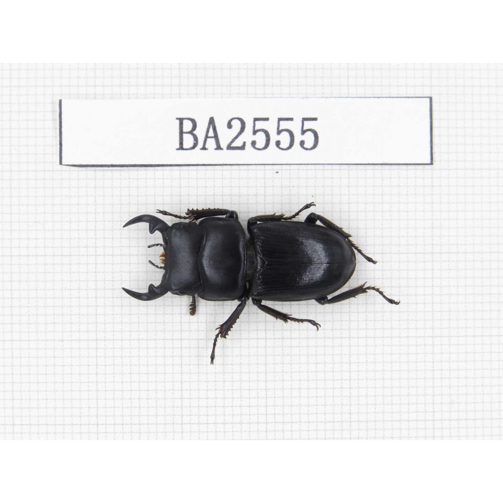 Dorcus sp. China, Yunnan, Yuxi, Xinping county. 1M. BA2555.