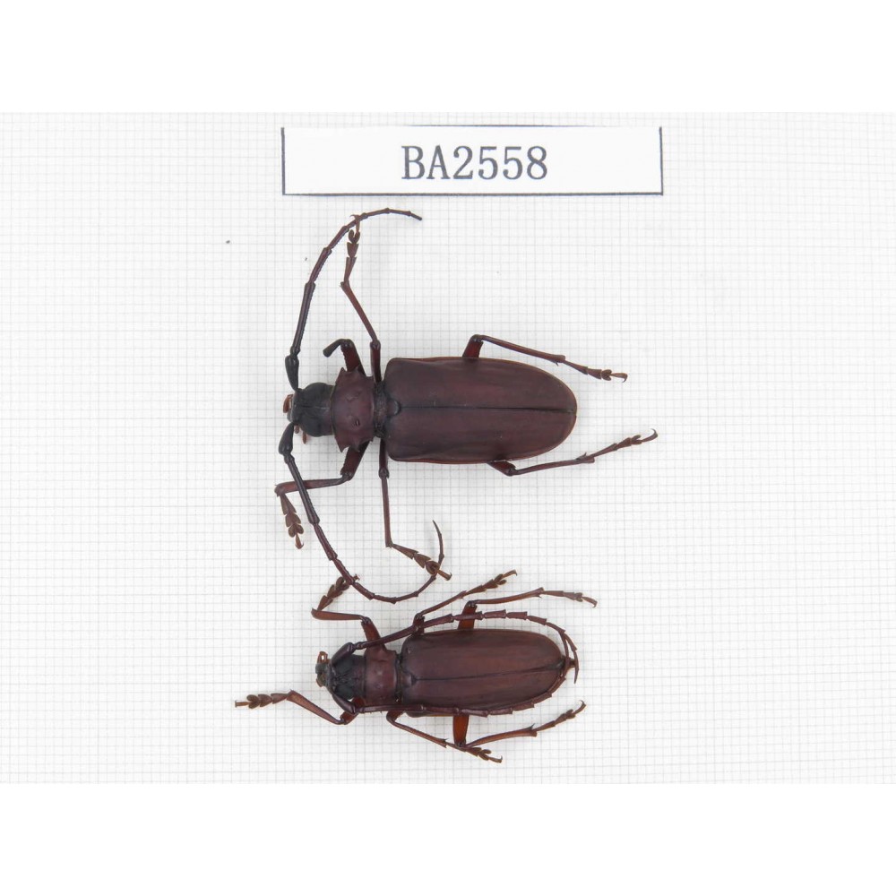Cerambycidae sp. China, Yunnan, Yuxi, Xinping county. 2Pcs. BA2558.