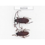 Cerambycidae sp. China, Yunnan, Yuxi, Xinping county. 2Pcs. BA2558.