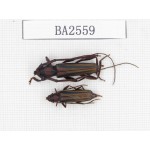 Cerambycidae sp. China, Yunnan, Yuxi, Xinping county. 2Pcs. BA2559.