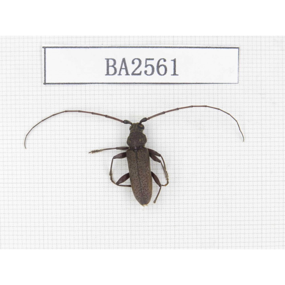 Cerambycidae sp. China, Yunnan, Yuxi, Xinping county. 1Pcs. BA2561.