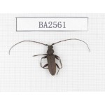 Cerambycidae sp. China, Yunnan, Yuxi, Xinping county. 1Pcs. BA2561.