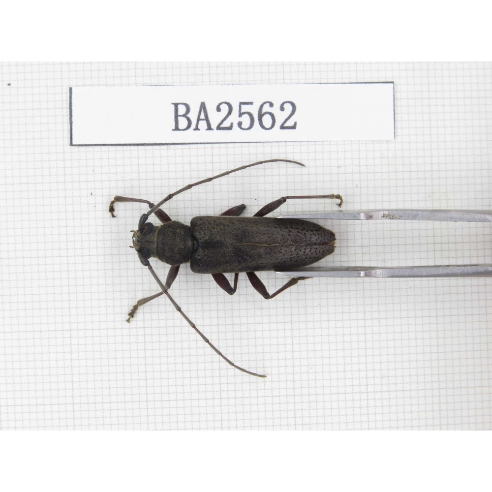 Cerambycidae sp. China, Yunnan, Yuxi, Xinping county. 1Pcs. BA2562.