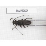 Cerambycidae sp. China, Yunnan, Yuxi, Xinping county. 1Pcs. BA2562.