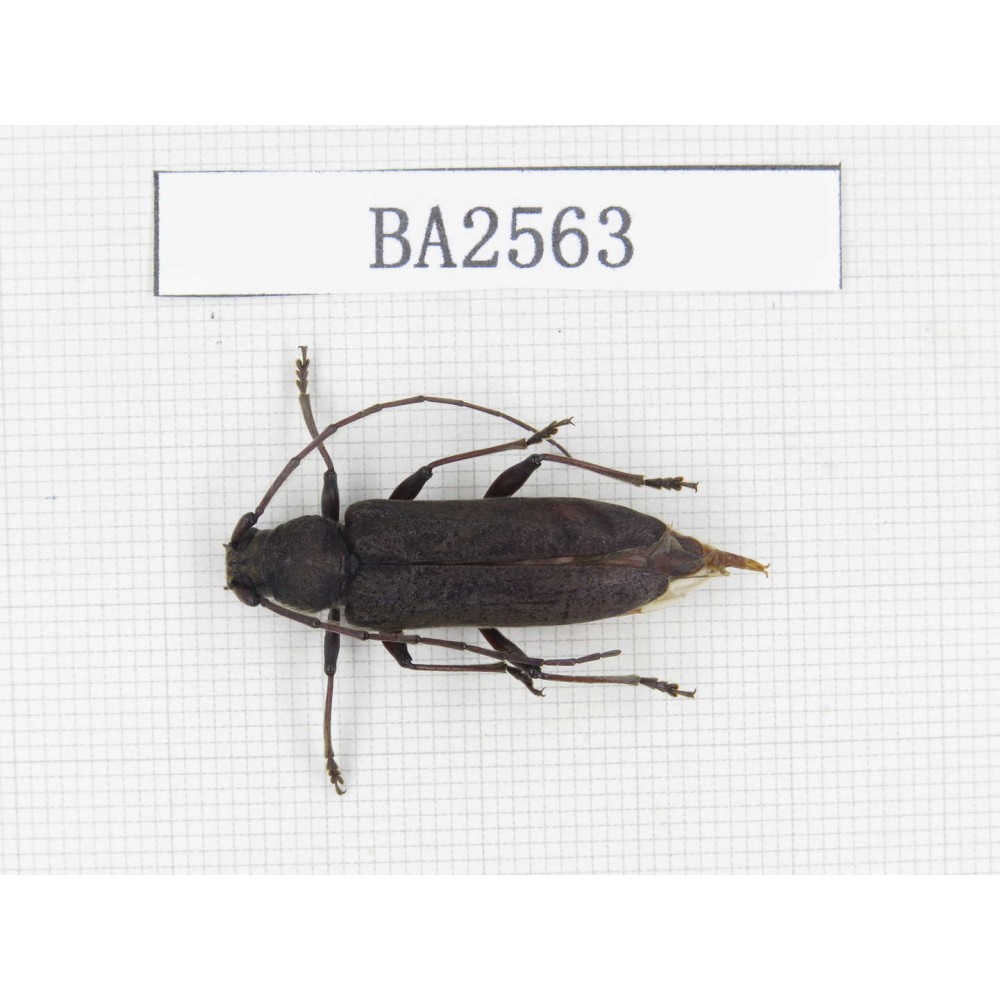 Cerambycidae sp. China, Yunnan, Yuxi, Xinping county. 1Pcs. BA2563.