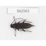 Cerambycidae sp. China, Yunnan, Yuxi, Xinping county. 1Pcs. BA2563.