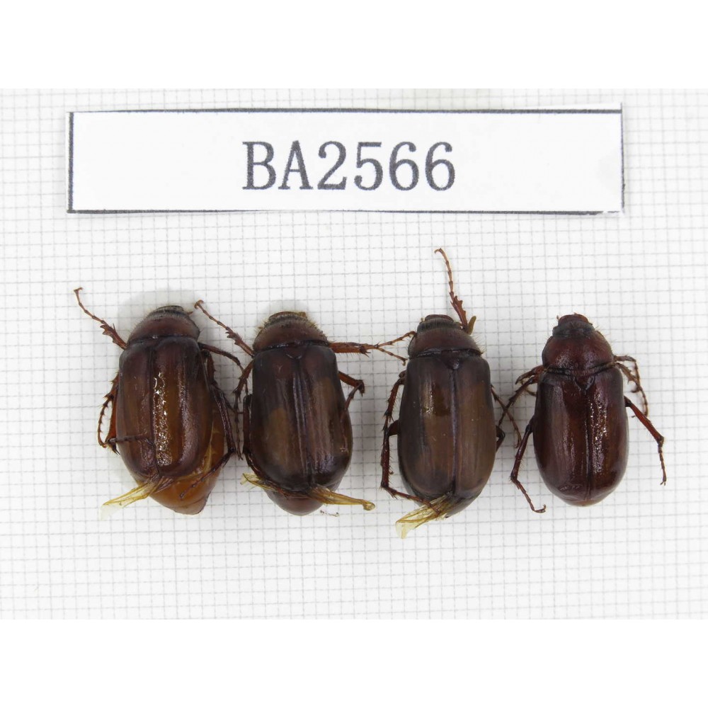 Melolonthidae sp. China, Yunnan, Dali, N of Mt.Cangshan. 4Pcs. BA2566.