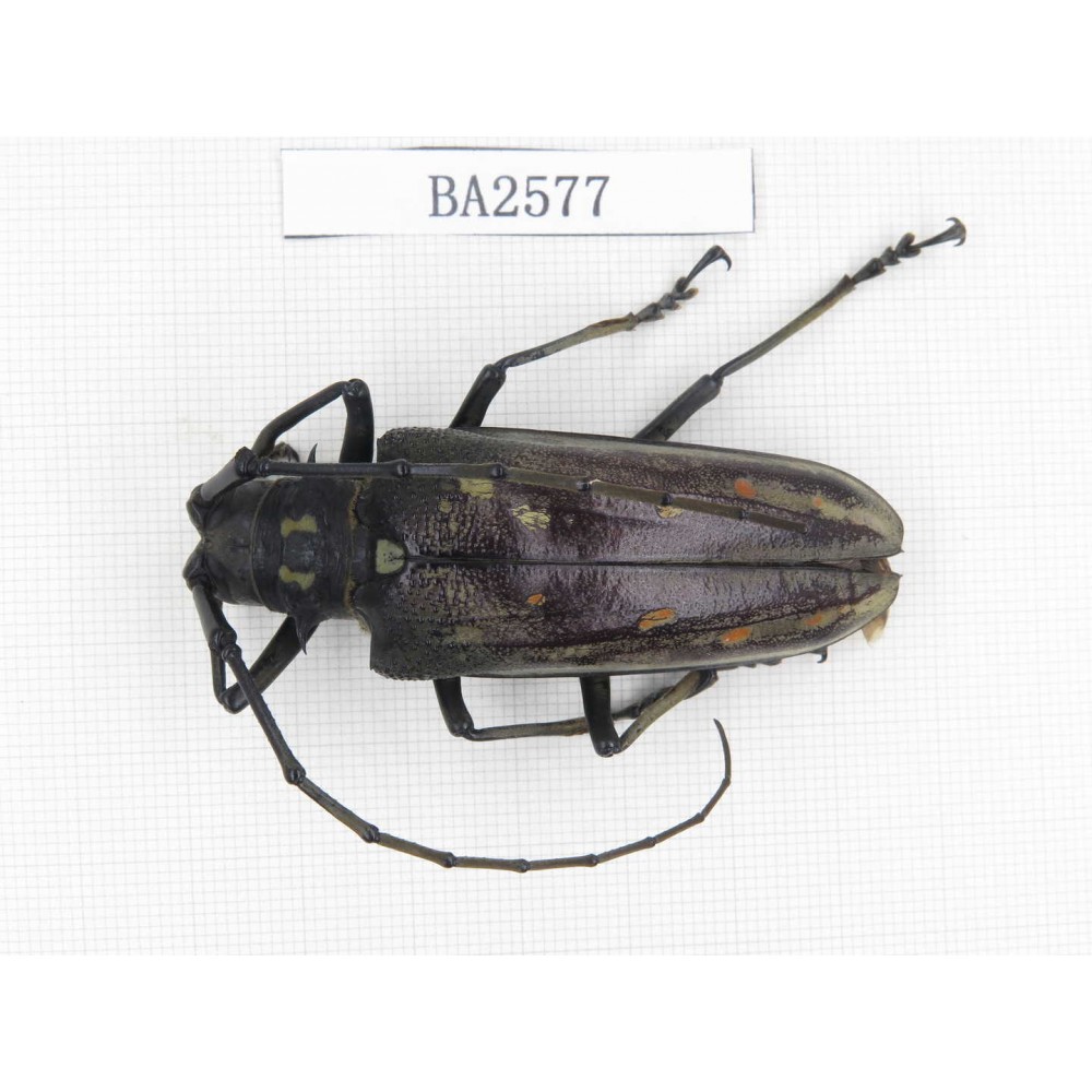 Cerambycidae sp. China, Tibet, Linzhi, Bomi county. 1Pcs. BA2577.