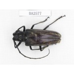 Cerambycidae sp. China, Tibet, Linzhi, Bomi county. 1Pcs. BA2577.