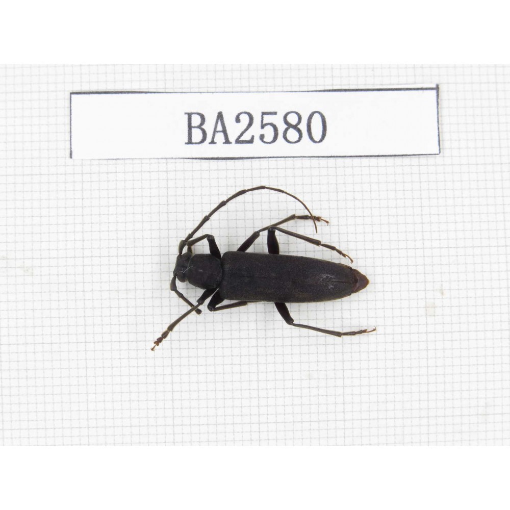Cerambycidae sp. China, Tibet, Linzhi, Bomi county. 1Pcs. BA2580.