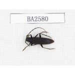 Cerambycidae sp. China, Tibet, Linzhi, Bomi county. 1Pcs. BA2580.