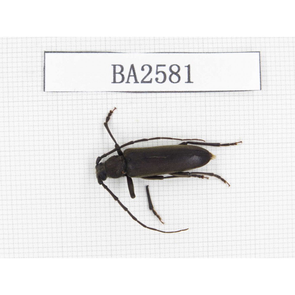 Cerambycidae sp. China, Tibet, Linzhi, Bomi county. 1Pcs. BA2581.
