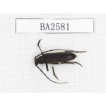 Cerambycidae sp. China, Tibet, Linzhi, Bomi county. 1Pcs. BA2581.