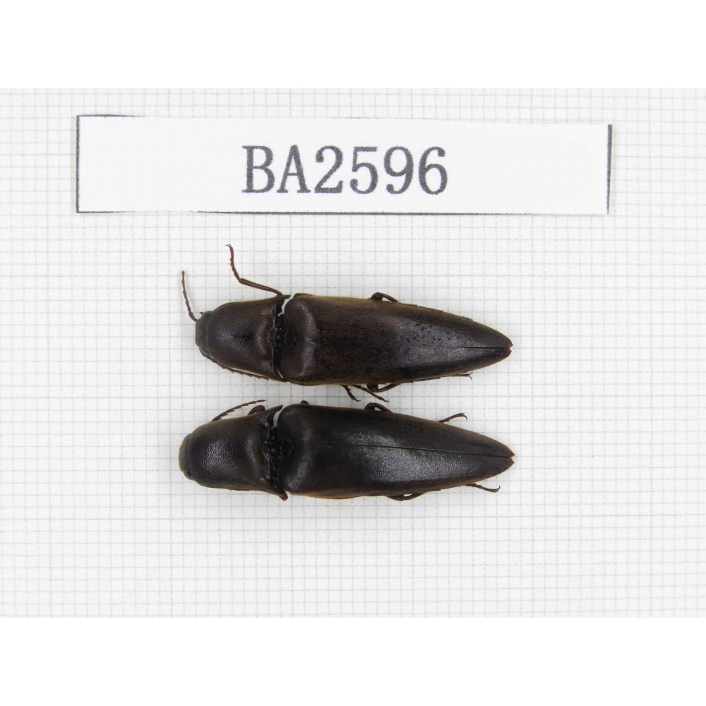 Elateridae sp. China, Tibet, Linzhi, Bomi county. 2Pcs. BA2596.