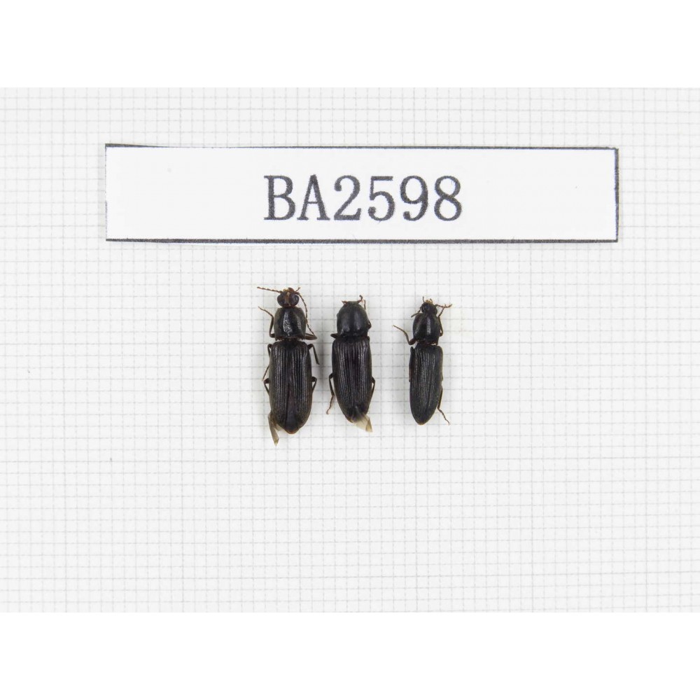 Elateridae sp. China, Tibet, Linzhi, Bomi county. 3Pcs. BA2598.
