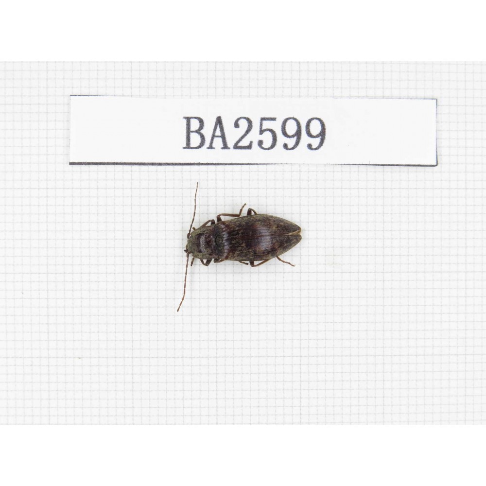 Elateridae sp. China, Tibet, Linzhi, Bomi county. 1Pcs. BA2599.