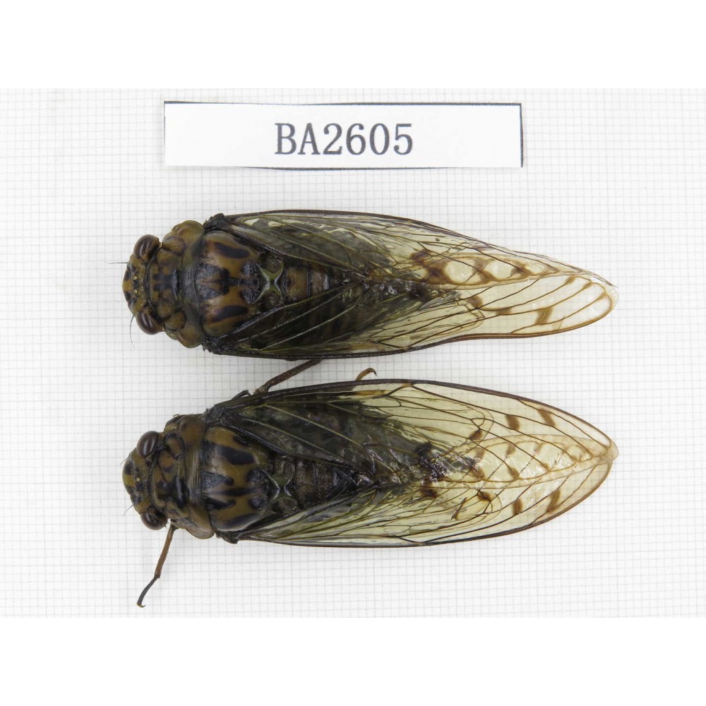 Homoptera sp. China, Tibet, Linzhi, Bomi county. 2Pcs. BA2605.