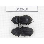 Dorcus sp. China, Tibet, Linzhi, Bomi county. 2F. BA2610.