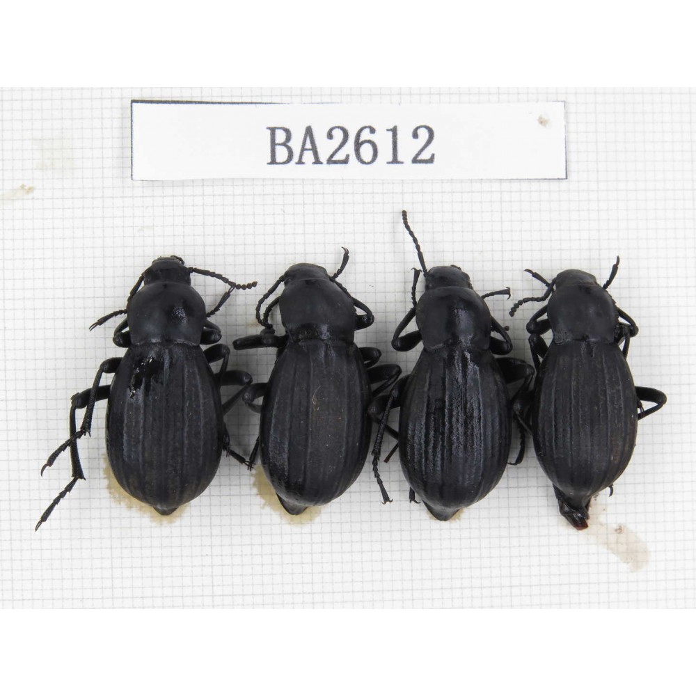 Tenebrionidae sp. China, Tibet, Linzhi, Bomi county. 4Pcs. BA2612.