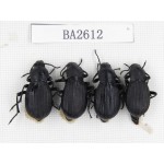 Tenebrionidae sp. China, Tibet, Linzhi, Bomi county. 4Pcs. BA2612.