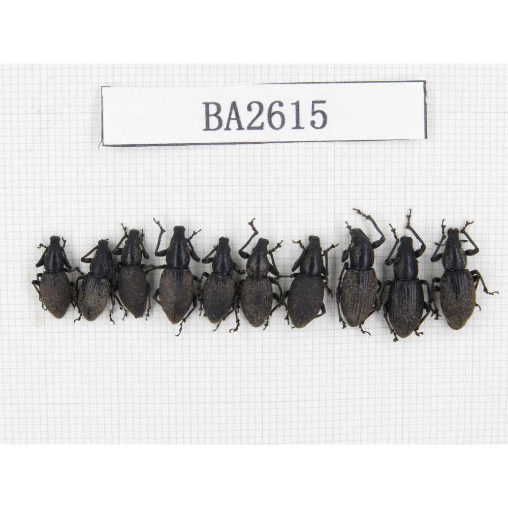 Curculionidae sp. China, Tibet, Linzhi, Bomi county. 10Pcs. BA2615.